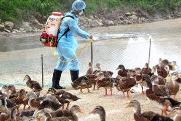 Bộ Nông nghiệp và PTNT ban hành công điện khẩn triển khai các giải pháp, phòng, chống bệnh cúm gia cầm lây lan diện rộng
