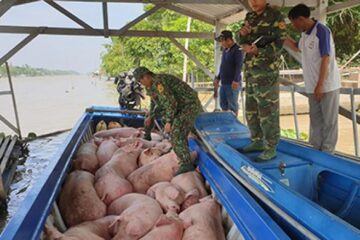 Bộ Nông nghiệp và PTNT: Tăng cường kiểm soát vận chuyển heo, sản phẩm từ heo qua biên giới