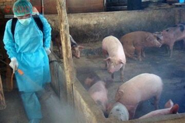 Thủ tướng chính phủ: Ban hành quyết định về cơ chế, chính sách, đối tượng hỗ trợ, mức hỗ trợ kinh phí trong phòng, chống bệnh Dịch tả heo Châu Phi năm 2020