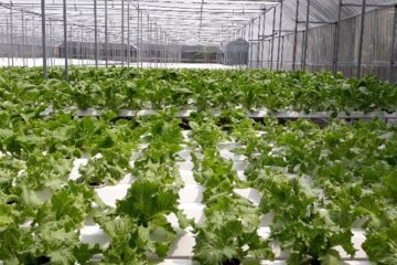 Nguyên tắc hợp tác công tư trong hoạt động Khuyến nông