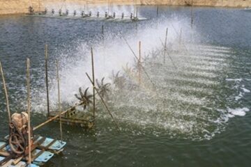 Thực hiện khung lịch mùa vụ thả giống nuôi tôm nước lợ