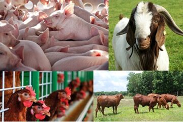 Bộ Nông nghiệp và PTNT: Ban hành công văn về một số biện pháp cấp bách  duy trì phát triển chăn nuôi