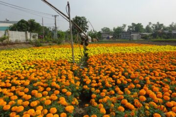 THÔNG BÁO  Tình hình sinh vật hại cây trồng đến ngày 02/02/2021  và dự báo tình hình sinh vật hại cây trồng đến ngày 09/02/2021
