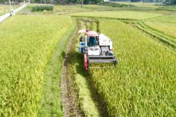 Sở Nông nghiệp và PTNT TP. Hồ Chí Minh: Ban hành Hướng dẫn giải pháp trồng trọt, chăn nuôi và nuôi trồng thủy sản vụ Hè Thu năm 2021
