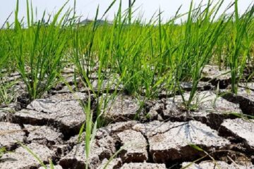 Sở Nông nghiệp và PTNT TP. Hồ Chí Minh: Ban hành Kế hoạch Phòng, chống hạn hán, xâm nhập mặn đảm bảo việc cấp nước phục vụ sản xuất nông nghiệp trên địa bàn Thành phố năm 2021