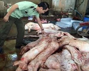 Bộ Nông nghiệp và PTNT: Tăng cường kiểm tra, xử lý việc vận chuyển, buôn bán, giết mổ heo nghi mắc bệnh, heo bệnh, heo chết.