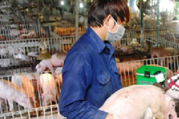 Ủy ban nhân dân Thành phố Hồ Chí Minh (TP.HCM): Phê duyệt Chương trình giám sát và xây dựng vùng, cơ sở an toàn dịch bệnh động vật giai đoạn 2021 – 2025