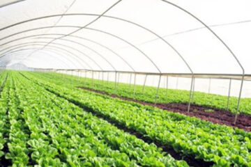 Ngành nông nghiệp chú trọng quá trình chuyển đổi số