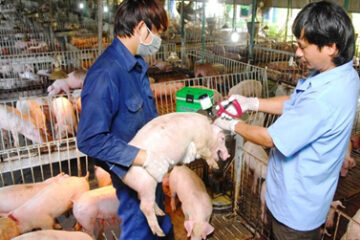 Ủy ban nhân dân Thành phố Hồ Chí Minh (TP.HCM): Phê duyệt Chương trình giám sát và xây dựng vùng, cơ sở an toàn dịch bệnh động vật giai đoạn 2021 – 2025