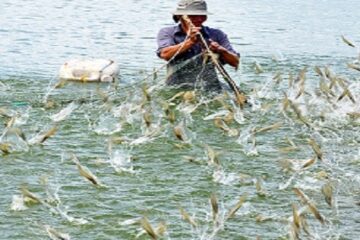 Sở Nông nghiệp và PTNT TP. Hồ Chí Minh: Ban hành kế hoạch hành động quốc gia phát triển ngành tôm trên địa bàn Thành phố năm 2021   