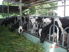 Sở Nông nghiệp và Phát triển nông thôn: Ban hành kế hoạch Triển khai thực hiện “Chương trình phòng, chống bệnh Lở mồm long móng trên địa bàn Thành phố Hồ Chí Minh giai đoạn 2021 – 2025” năm 2021