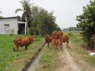 Định mức kinh tế kỹ thuật về mô hình chăn nuôi bò thịt lai giống ngoại