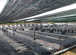 Định mức mô hình nuôi tôm thẻ chân trắng thâm canh ứng dụng công nghệ cao