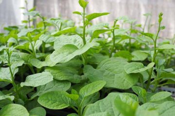 Quy trình kỹ thuật sản xuất rau ăn lá hữu cơ (Mồng tơi)