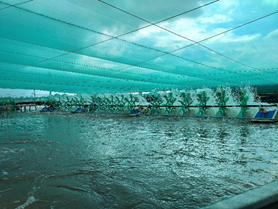 Định mức kinh tế kỹ thuật các mô hình Khuyến nông Lĩnh vực Thủy sản trên địa bàn Thành phố Hồ Chí Minh