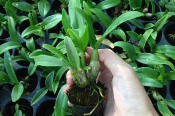 UBND TP.HCM: Ban hành Quyết định Chương trình phát triển giống cây, con và nông nghiệp công nghệ cao trên địa bàn Thành phố Hồ Chí Minh giai đoạn 2020 – 2030