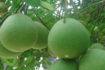 Kỹ thuật chăm sóc bưởi da xanh