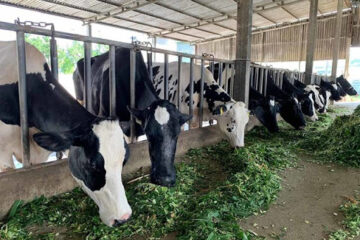 Ứng dụng cơ giới hóa trong chăn nuôi bò sữa