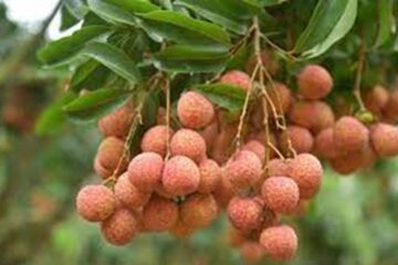 Bộ Nông nghiệp và Phát triển Nông thôn: Ban hành công văn tháo gỡ khó khăn, thúc đẩy tiêu thụ, vận chuyển nông sản tại các địa phương trong điều kiện dịch bệnh