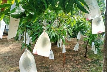 Kỹ thuật xử lý Xoài ra hoa nghịch mùa bằng Paclobutrazol