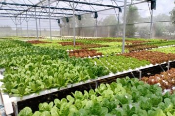 Đinh mức kinh tế kỹ thuật về Khuyến nông cho mô hình trồng rau ăn lá, rau ăn quả công nghệ cao