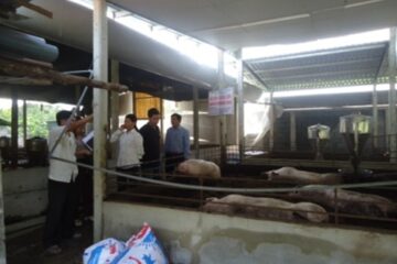 Định mức kinh tế kỹ thuật về mô hình chăn nuôi heo thịt trên nền đệm lót sinh học