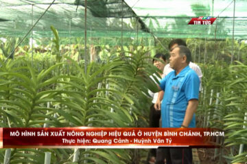Mô hình sản xuất Nông nghiệp hiệu quả tại huyện Bình Chánh
