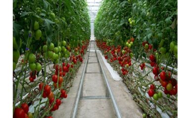 Định mức Kinh tế kỹ thuật về Khuyến nông cho mô hình trồng cà chua ứng dụng công nghệ cao