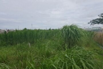 Định mức kinh tế kỹ thuật về mô hình trồng cỏ làm thức ăn chăn nuôi