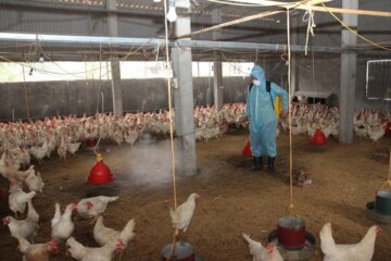 Công điện khẩn phòng, chống bệnh Cúm gia cầm A/H5N8 và các chủng vi rút Cúm gia cầm thể độc lực cao khác