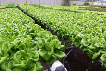 Những kết quả đạt được của ngành nông nghiệp trong 6 tháng đầu năm 2021