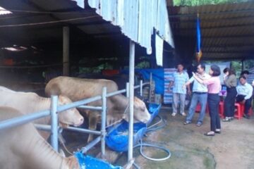 Định mức kinh tế kỹ thuật về mô hình chăn nuôi bò sinh sản hướng thịt