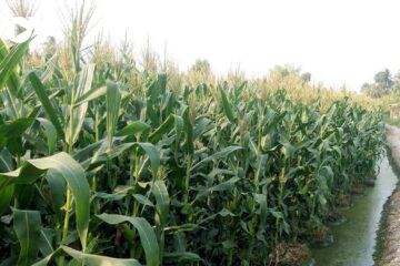 Định mức kinh tế kỹ thuật về mô hình trồng bắp làm thức ăn chăn nuôi