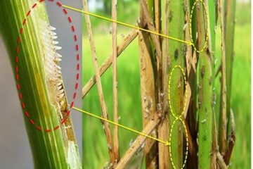 TP. Hồ Chí Minh Ban hành một số giải pháp chỉ đạo sản xuất và phòng trừ sinh vật hại cây trồng vụ Hè – Thu năm 2021 trong tình hình dịch bệnh COVID-19