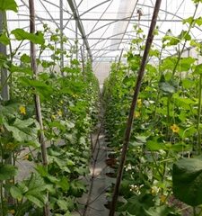 Bộ Nông nghiệp và PTNT: Ban hành Quyết định chuyển đổi cơ cấu cây trồng trên đất trồng lúa toàn quốc năm 2021