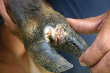 Bệnh Lở mồm long móng trên trâu bò