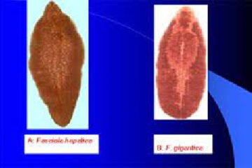 Bệnh Sán lá gan trên thú nhai lại