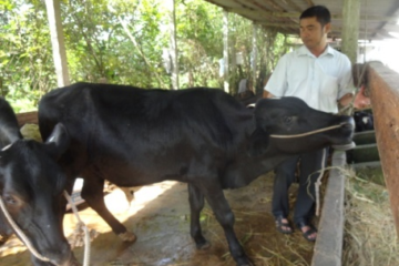 Viêm dạ tổ ong do ngoại vật trên trâu, bò