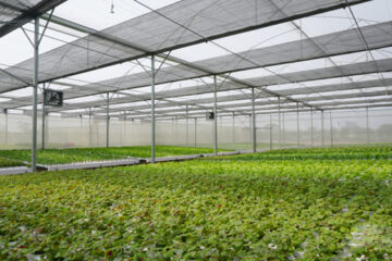 Bộ Tài chính ban hành Thông tư quy định quản lý, sử dụng và thanh quyết toán kinh phí sự nghiệp thực hiện nhiệm vụ phát triển sản xuất giống phục vụ cơ cấu lại ngành nông nghiệp giai đoạn 2021-2030