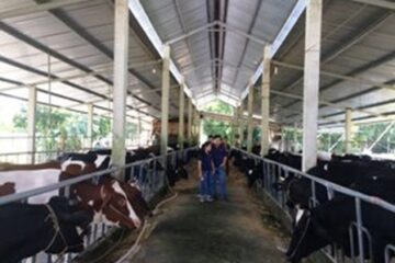 Thực hiện Phòng, chống dịch bệnh động vật và giám sát, xây dựng vùng cơ sở an toàn dịch bệnh trên địa bàn Thành phố Hồ Chí Minh năm 2022