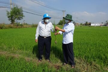 Tình hình sinh vật hại cây trồng đến ngày 01//02/2022 và dự báo tình hình sinh vật hại cây trồng đến ngày 08/02/2022