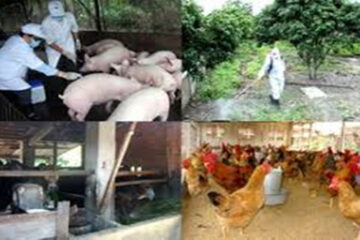 Năm 2022, ngành nông nghiệp triển khai quyết liệt, đồng bộ các biện pháp phòng, chống dịch bệnh động vật