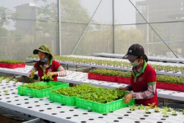 Khôi phục sản xuất nông nghiệp chủ lực của TP Hồ Chí Minh – Bài 1: Co cụm vì dịch