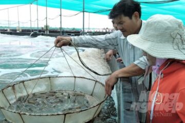 Đầu tư đường ống ngầm nghìn tỷ lấy nước biển nuôi tôm công nghệ cao