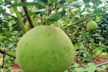 ĐỊNH MỨC KINH TẾ KỸ THUẬT KHUYẾN NÔNG CHO MÔ HÌNH TRỒNG, THÂM CANH BƯỞI THEO QUY TRÌNH THỰC HÀNH SẢN XUẤT NÔNG NGHIỆP TỐT (GAP)