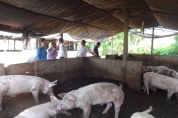 Bộ Nông nghiệp và PTNT: Tăng cường công tác phòng,  chống dịch bệnh gia súc, gia cầm