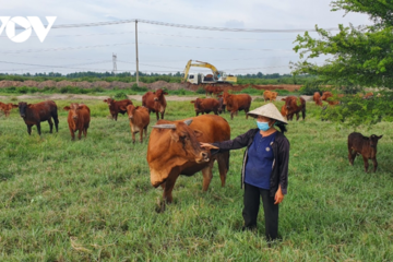 Tỷ phú nuôi bò ở Bình Chánh, TP.HCM