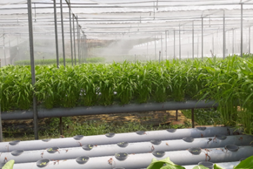 Thông báo kế hoạch khuyến nông trên địa bàn tỉnh, thành phố năm 2022  của TTKN Quốc Gia