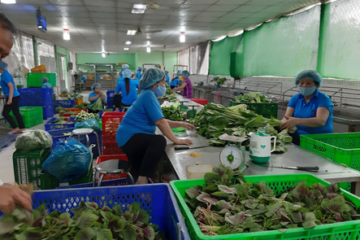 Ủy ban nhân dân Thành phố Hồ Chí Minh: Ban hành Kế hoạch Phát triển kinh tế tập thể năm 2022