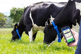 Ứng dụng công nghệ số trong chăn nuôi bò sữa